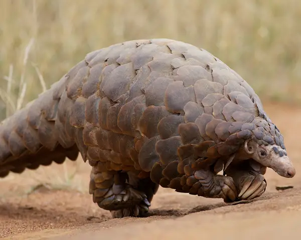 A closeup of a pangolin walking on the ground.