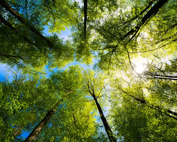 A view of trees from below, looking up toward a blue sky.