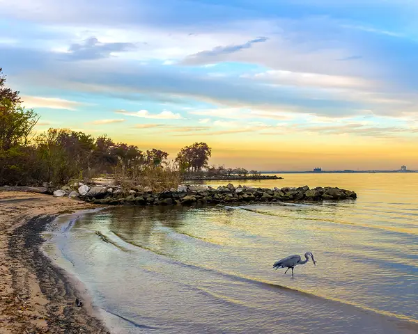 A great blue heron stalks prey in the shallow water of Chesapeake Bay