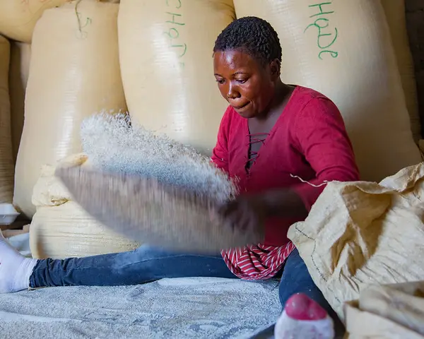 Photo of a Haitian woman sifting rice.