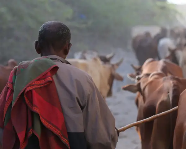 Photo of a Somali man walking with cattle.