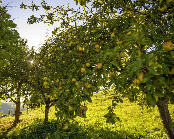 Apple trees