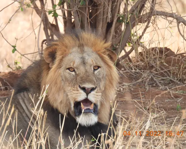 Konki – an adult male lion