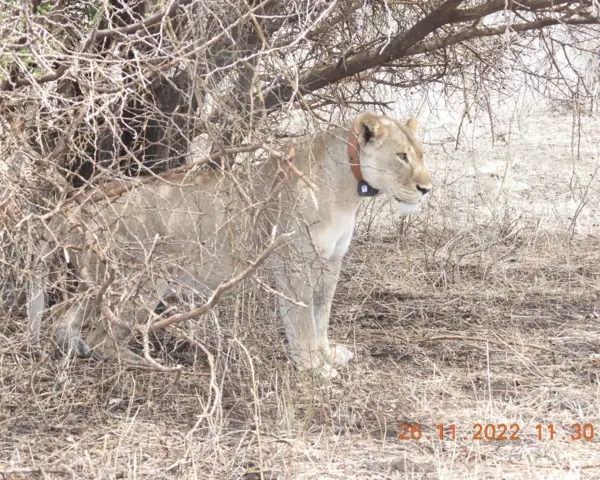 Nosim Olekashi lioness