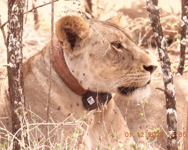 Anna Olekashi female lioness 