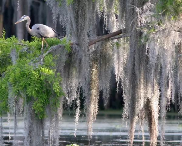 Cypress swamp in Louisiana