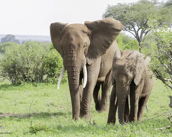 A mother and baby elephant roam the Tanzanian backcountry.