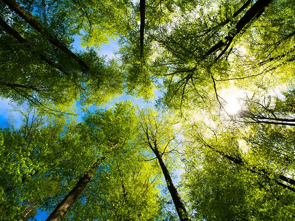 A view of trees from below, looking up toward a blue sky.